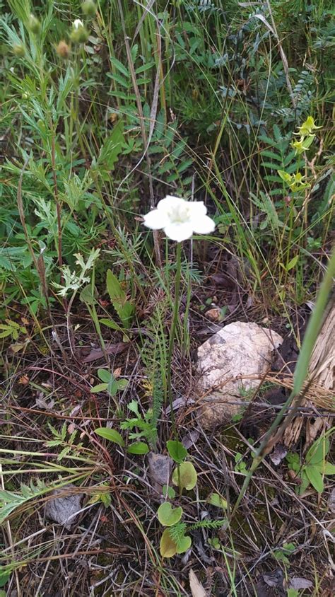 marsh grass of Parnassus from Забайкальский край Россия 687213 on