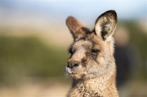 Premium Photo | Close up of a beautiful kangaroo in the nsw australian bush australian native ...