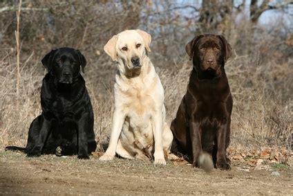 About American Labrador Retrievers