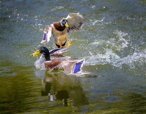 Two Flying Mallards Landing in the Water Stock Image - Image of flight ...