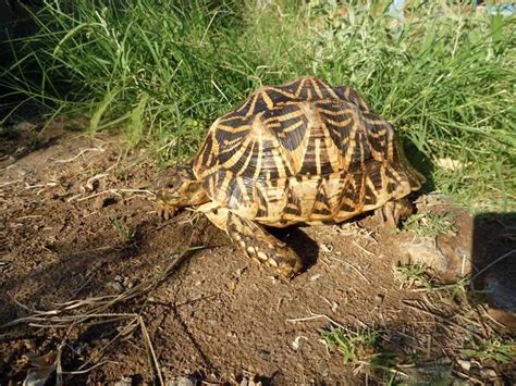 india tortoise discover  fascinating species   habitats