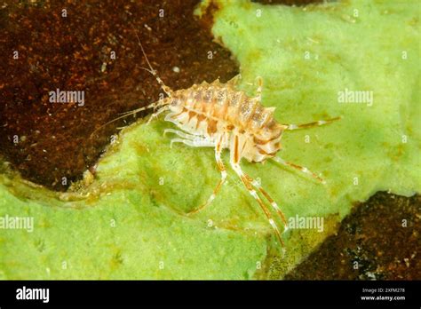 Freshwater isopod (Acanthogammarus reichertii), Lake Baikal, Siberia ... 