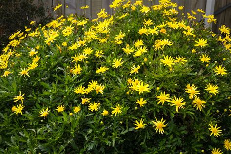 Euryops Pectinatus Viveros Escalante