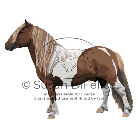 Shetland Pony Illustration Susan Difelice