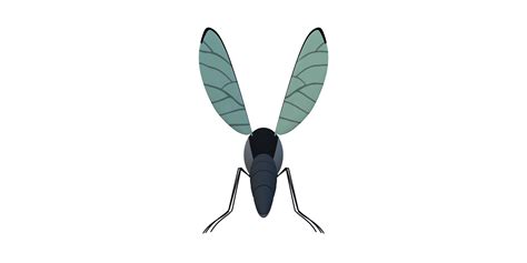 Mosquito isolated on a Transparent Background 24249320 PNG