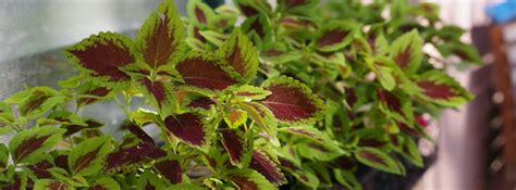 Do Coleus Like Sun Or Shade Complete Care Guide