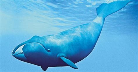 Bowhead Whale: Giants of the Arctic Seas - Ocean Info