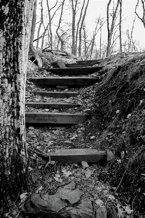 Steps In The Woods Photograph By Amanda Moretto Fine Art America