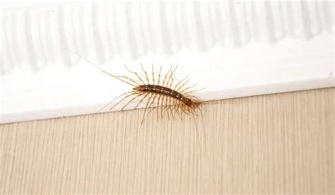 Why Are There So Many Centipedes In Your House