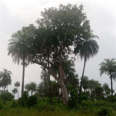 Plant More Indigenous Trees Stock Image - Image of leaf, vegetation ...