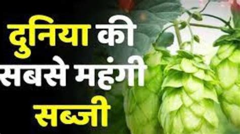 दुनिया की सबसे महंगी सब्जी है Hop Shoots 1 किलो सब्जी की कीमत है इतनी ज्यादा की आप खरीद सकते है