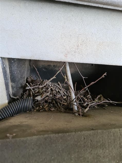 Jackdaw Nest Removal Devon Chimney Sweeps