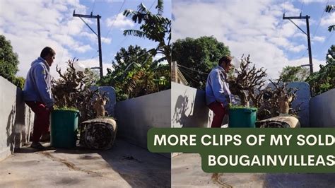 Sold My Bougainvillea Bonsais Part 2 W English Subtitles YouTube