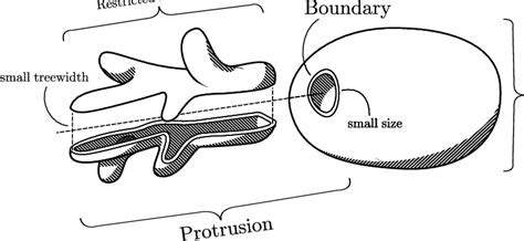 anatomy   protrusion  scientific diagram