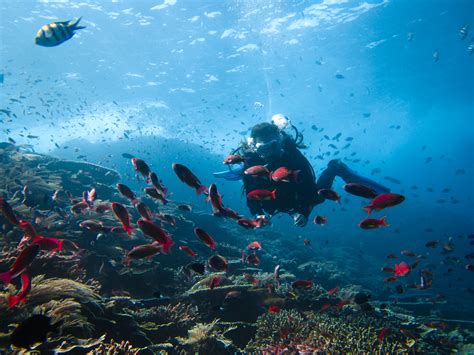 Sharks You Can Find In Komodo Flores Diving Centre