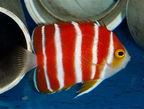 Peppermint Angelfish (Paracentropyge boylei) shows up at Waikiki Aquarium | Reef Builders | The ...