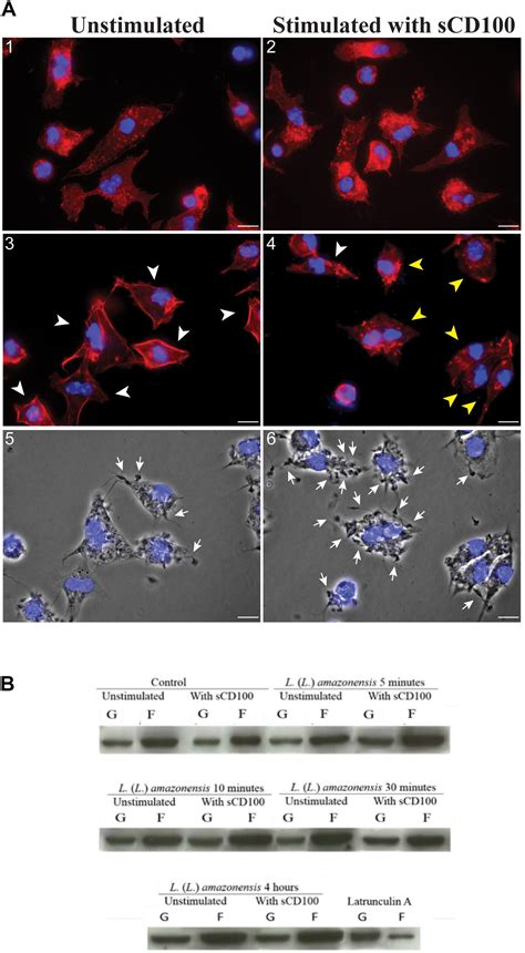 Frontiers Cd Sema D Increases Macrophage Infection By Leishmania