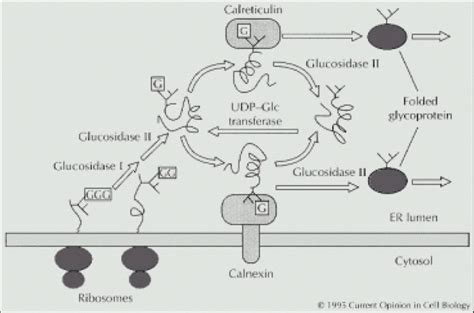 4: A model for a calnexin/calreticulin binding cycle involved in ... 