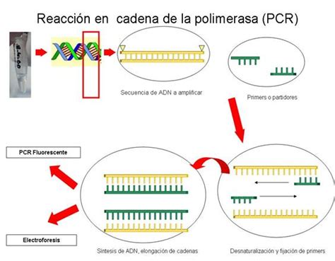 Tecnica Pcr