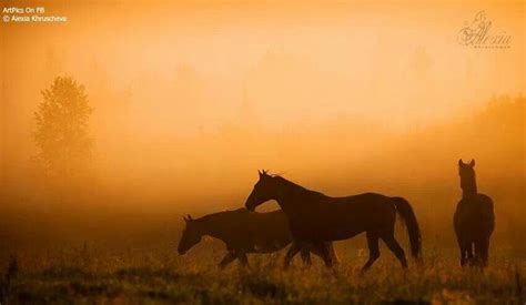 Horses At Dusk Most Beautiful Animals Beautiful Horses Beautiful