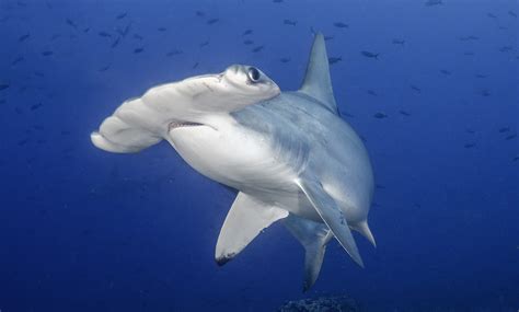 QUIZ: Sharks! The Amazing Creatures That Are Older Than Dinosaurs - The