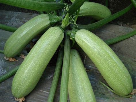 Cultiver Des Courgettes Le Guide Ultime De La Culture De Ces Fruits D