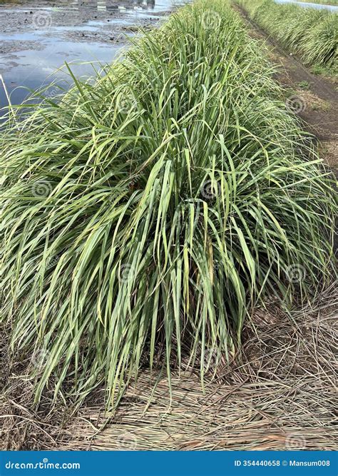Beautiful Green Lemon Grass Plant Leaf Background Stock Photo - Image