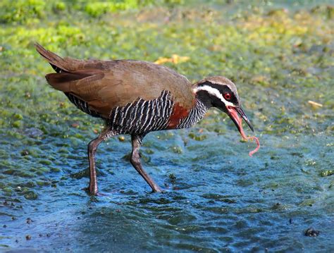 Oiseau Faune Nature En Plein Photo Gratuite Sur Pixabay Pixabay