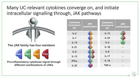 JAK inhibitors in IBD - by Charlie Lees - Atomic IBD