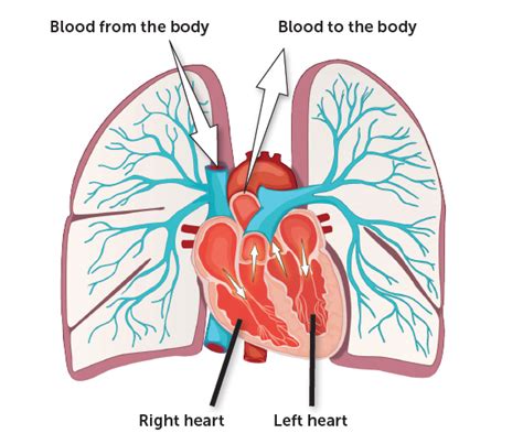 Blood In Lungs And Heart Pulmonary Hypertension Association