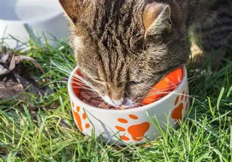 Qu No Puede Comer Un Gato Las Frutas Y Verduras Que Pueden Comer Los