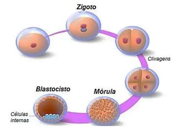O Que Significa Clivagem - A segmentação ou clivagem é o conjunto de divisões mitóticas...