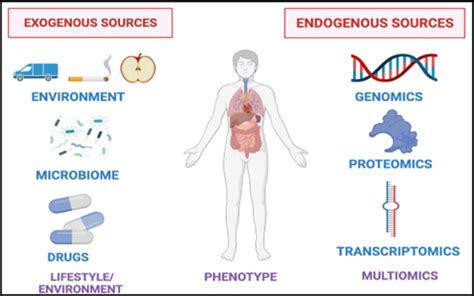 Sources Of Breath Biomarkers Exogenous Sources Such As Diet Exercise Download Scientific