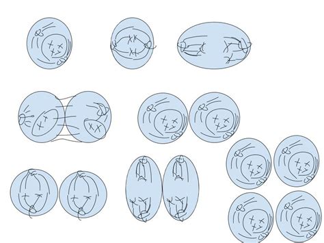 Diagram Of Meiosis 1 And 2 - Hanenhuusholli