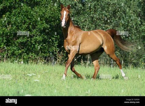 Gorgeous Chestnut Arabian Horse Running In Freedom Stock Photo Alamy