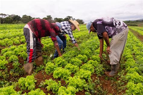 Senado Aprova Projeto Que Incentiva Agricultura Familiar Pol Tica G