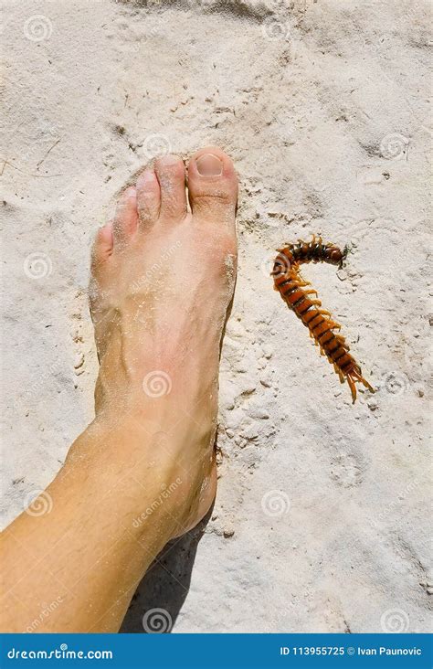 Peruvian Giant Yellow-leg Centipede Stock Image - Image of jungle, foot: 113955725