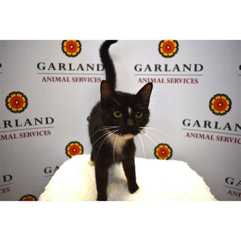 Donate To Garland Animal Shelter Kuranda Shelterbeds