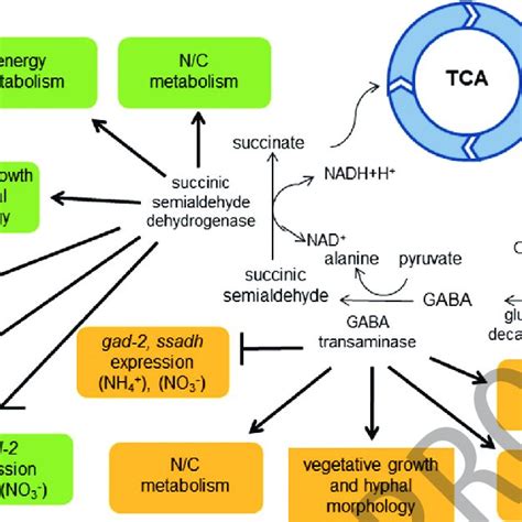 Model Of Functional Dissection Of Gaba Metabolism In N Crassa The