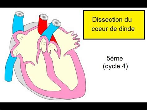 Dissection Du C Ur De Dinde Me Madame Svt Youtube