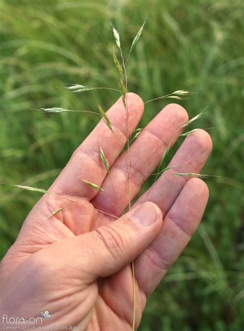 Ventenata Dubia