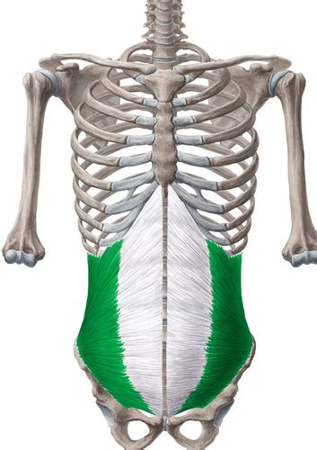 Muscles Of The Trunk DIAGRAMS Flashcards Quizlet