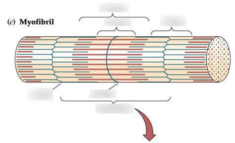 Myofibril Up Close Diagram Quizlet