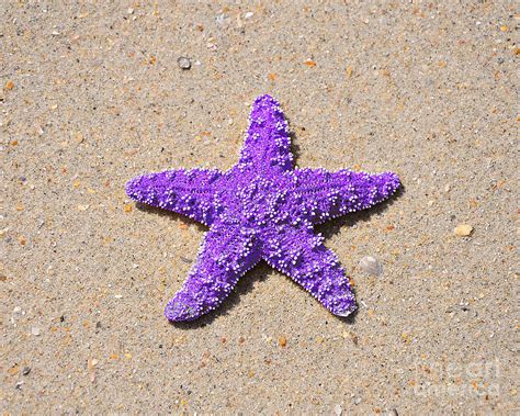 Purple Starfish Art