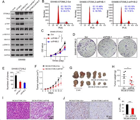 PHB Knockdown Impairs STOML2 Induced CRC Proliferation And Tumor