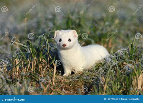 Stoat & X28;Mustela Erminea& X29;,short-tailed Weasel Germany Stock Photo - Image of forest ...