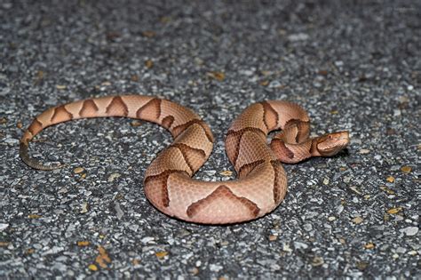 Eastern Copperhead – Reptiles and Amphibians of Mississippi