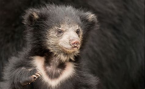 Where Does The Sloth Bear Live Worldatlas