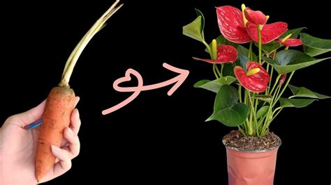 Anthurium Blooms Explosively With Carrots Love Anthuriums YouTube