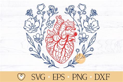 Anatomical Heart And Flowers Svg Floral Heart Human Heart